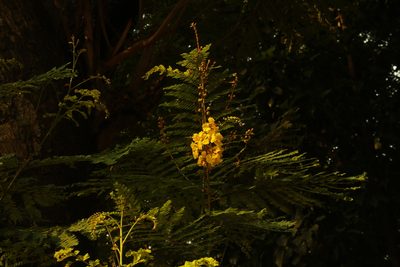 Peltophorum pterocarpum, photographed by Sabarni Sarker