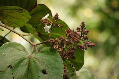 Piliostigma foveolatum, photographed by Dinesh Valke