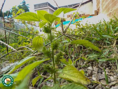 Acalypha poiretii, photographed by Diogo Luiz