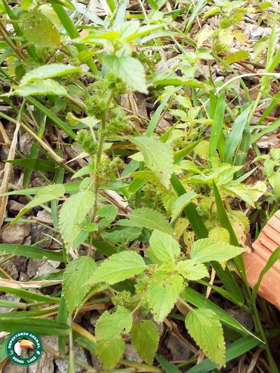 Acalypha poiretii, photographed by Diogo Luiz