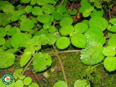 Pilea nummulariifolia, photographed by Diogo Luiz