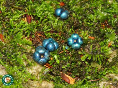 Margaritaria nobilis, photographed by Diogo Luiz