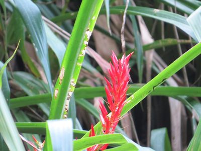Pitcairnia flammea, photographed by Victor Farjalla Pontes