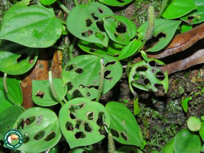 Peperomia urocarpa, photographed by Diogo Luiz