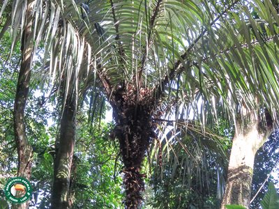 Astrocaryum aculeatissimum, photographed by Diogo Luiz