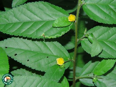 Sida planicaulis, photographed by Diogo Luiz