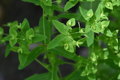 Euphorbia stricta, photographed by Марина Садыкова