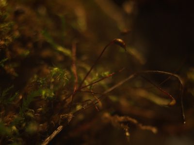 Rhynchostegium megapolitanum, photographed by Zoltán Nagy