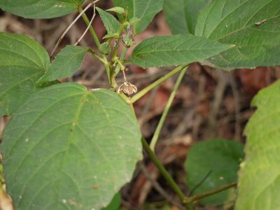 Baliospermum solanifolium, photographed by Dinesh Valke