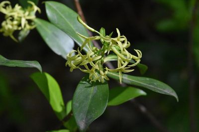 Daphne pontica, photographed by Марина Садыкова