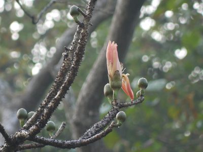 Bombax insigne, photographed by Dinesh Valke