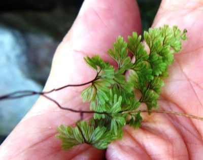 Hymenophyllum tunbrigense, photographed by linkie