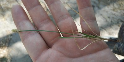 Carex ericetorum, photographed by Yurii Basov