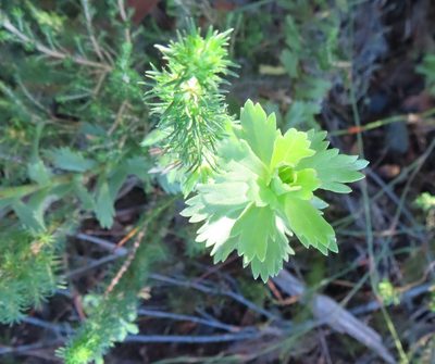 Ursinia caledonica, photographed by linkie