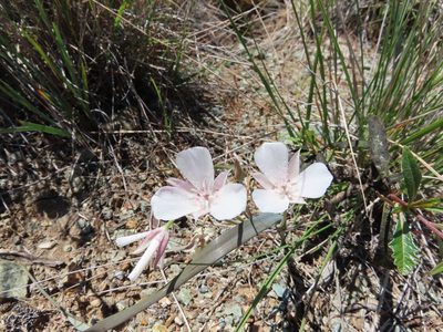 Calochortus umbellatus, photographed by John Hibbard