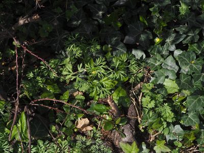 Fumaria vaillantii, photographed by carnifex