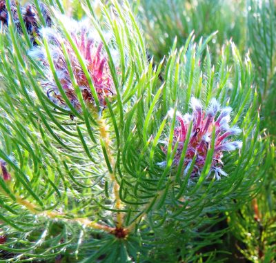 Spatalla setacea, photographed by linkie