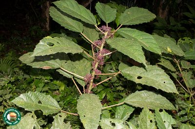 Urera nitida, photographed by Diogo Luiz