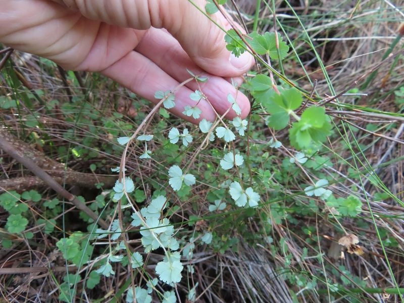 Cliffortia dentata, photographed by linkie