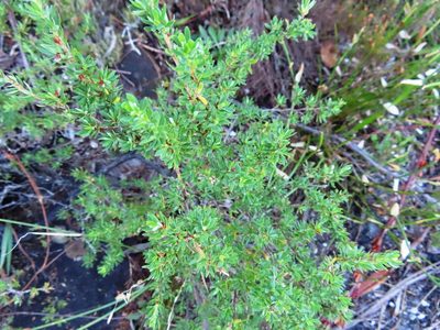 Cliffortia complanata, photographed by linkie
