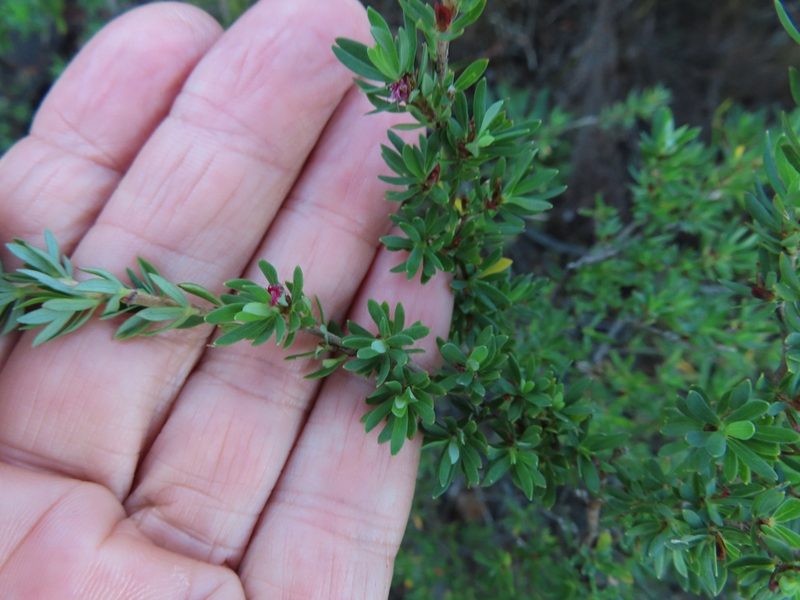 Cliffortia complanata, photographed by linkie