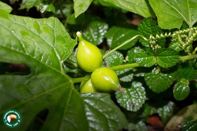 Wilbrandia verticillata, photographed by Diogo Luiz