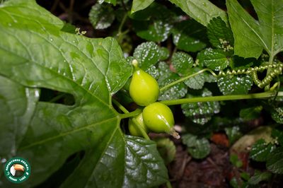 Wilbrandia verticillata, photographed by Diogo Luiz