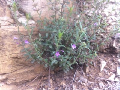 Micromeria graeca, photographed by Dyhia YOUSFI