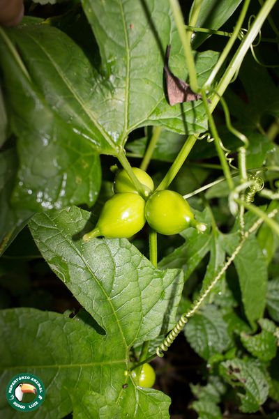 Wilbrandia verticillata, photographed by Diogo Luiz