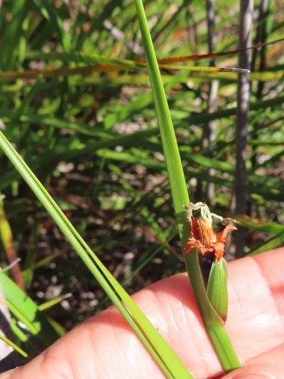 Chrysitrix capensis, photographed by linkie