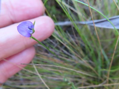 Psoralea oreophila, photographed by linkie