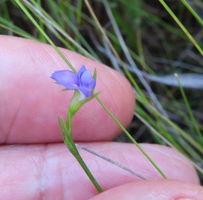 Psoralea oreophila, photographed by linkie