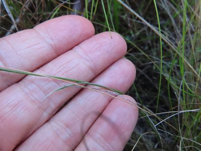 Psoralea oreophila, photographed by linkie