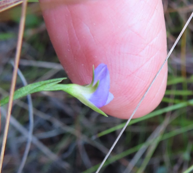 Psoralea oreophila, photographed by linkie