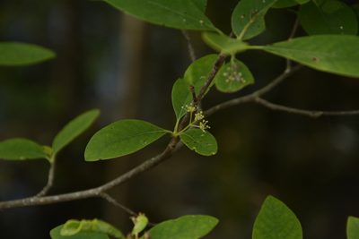 Nyssa biflora, photographed by Siddarth Machado