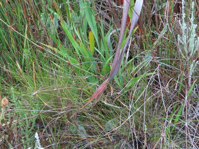 Watsonia borbonica, photographed by linkie