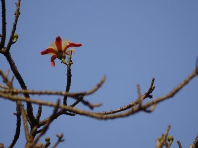 Bombax insigne, photographed by Dinesh Valke