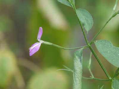 Dicliptera paniculata, photographed by Dinesh Valke