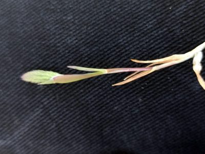 Phleum arenarium, photographed by Michel Langeveld