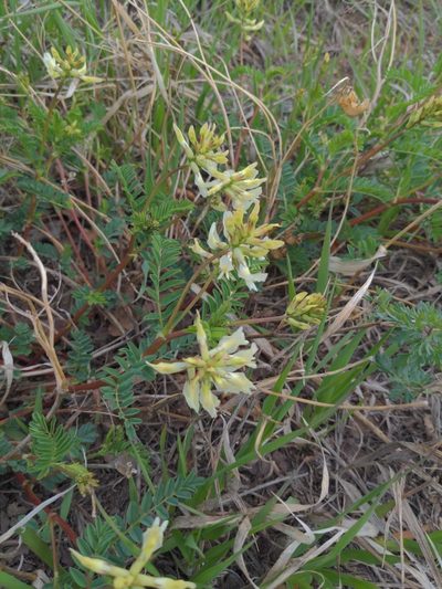 Astragalus scopulorum, photographed by Heibudas