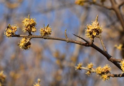 Shepherdia argentea, photographed by Eric Lamb