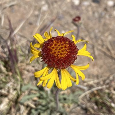 Gaillardia pinnatifida, photographed by Sue Carnahan