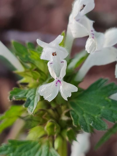 Lamium bifidum, photographed by Marina_Giann