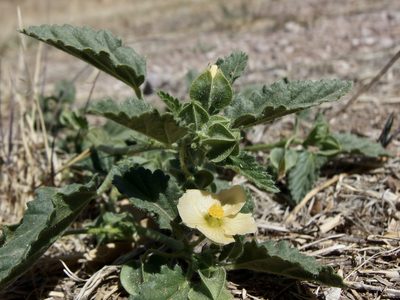 Rhynchosida physocalyx, photographed by Sue Carnahan