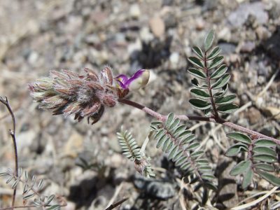 Marina calycosa, photographed by Sue Carnahan