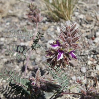 Marina calycosa, photographed by Sue Carnahan