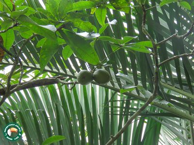 Pachira glabra, photographed by Diogo Luiz
