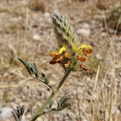 Dalea rubescens, photographed by Sue Carnahan