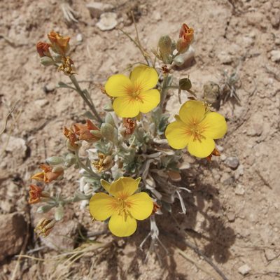 Physaria fendleri, photographed by Sue Carnahan