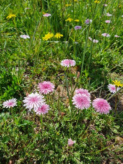 Crepis rubra, photographed by Marina_Giann